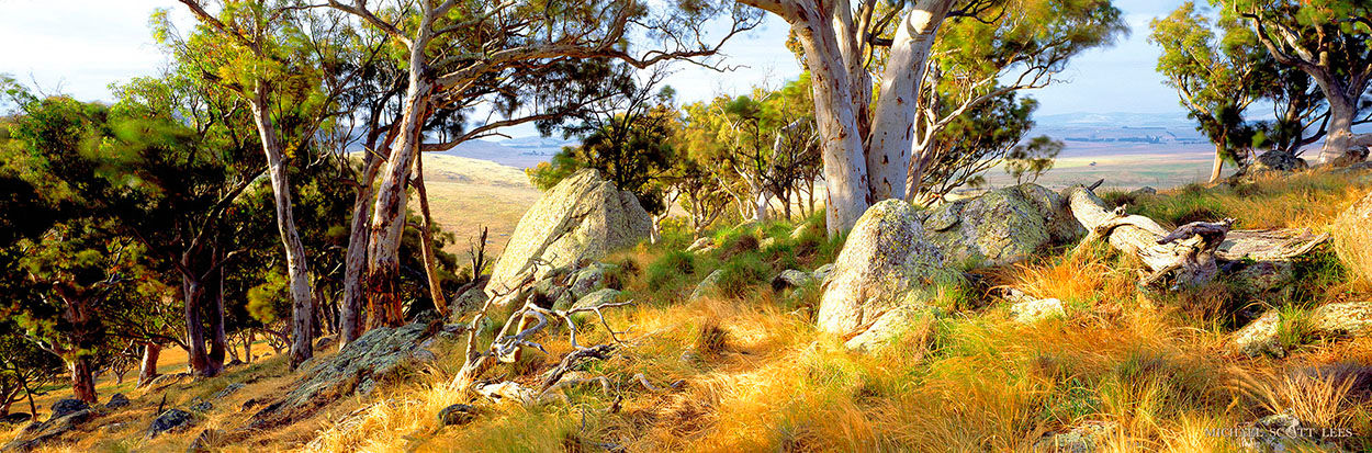 Trees and rock on a Hillside near Lake George, Australia. Fine Art Photography Prints for Sale by Michael Scott Lees photo