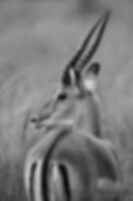 Grant’s Gazelle in Masai Mara National Reserve, Michael Scott Lees fine art photographic prints for sale