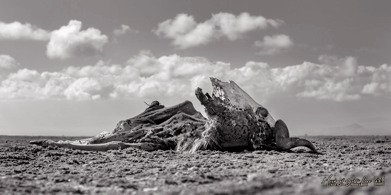 Dead Wildebeest on a dead lake in Amboseli National Park, Kenya, Africa, Michael Scott Lees fine art photographic prints