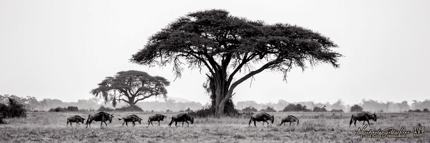 Wildebeests walking past a giant acacia tree in Amboseli National Park, Kenya, Africa, Michael Scott Lees fine art prints