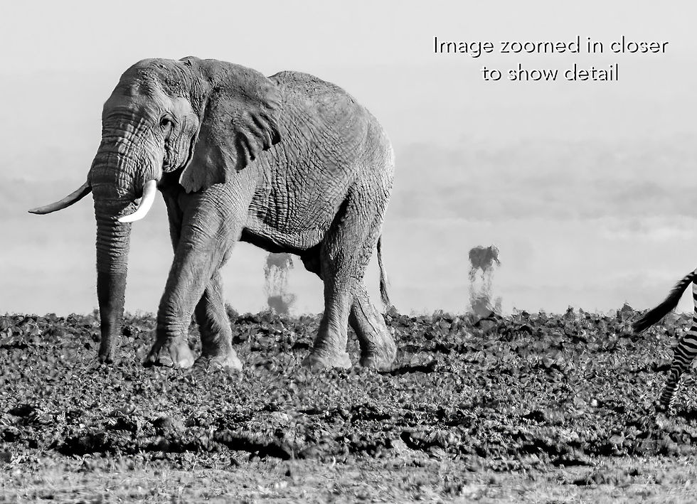 Thumbnail: Elephant and Zebras in Amboseli National Park, Michael Scott Lees fine art photographic prints for sale