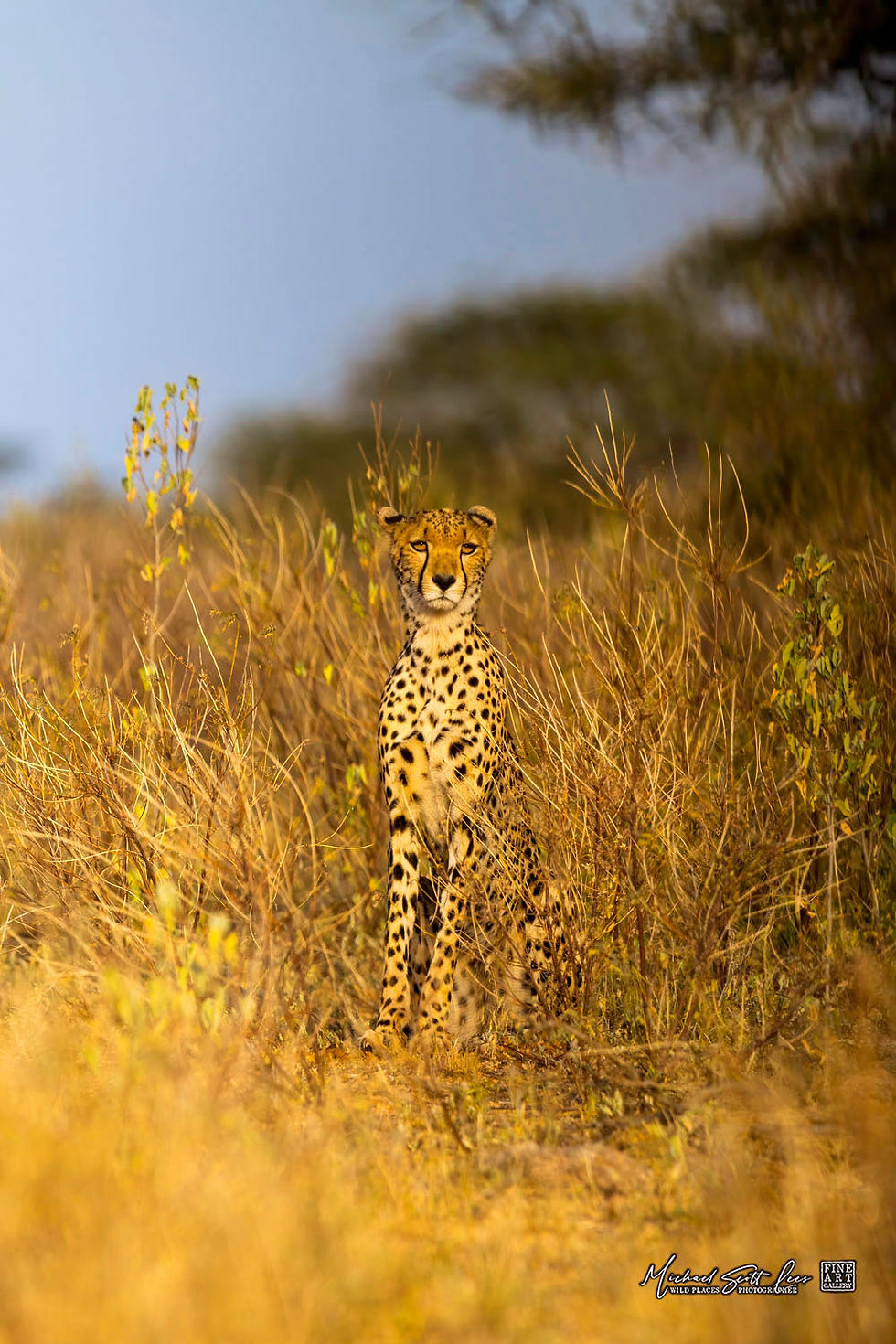 Cheetah in Samburu National Park, Kenya, Africa, Michael Scott Lees fine art photographic prints for sale