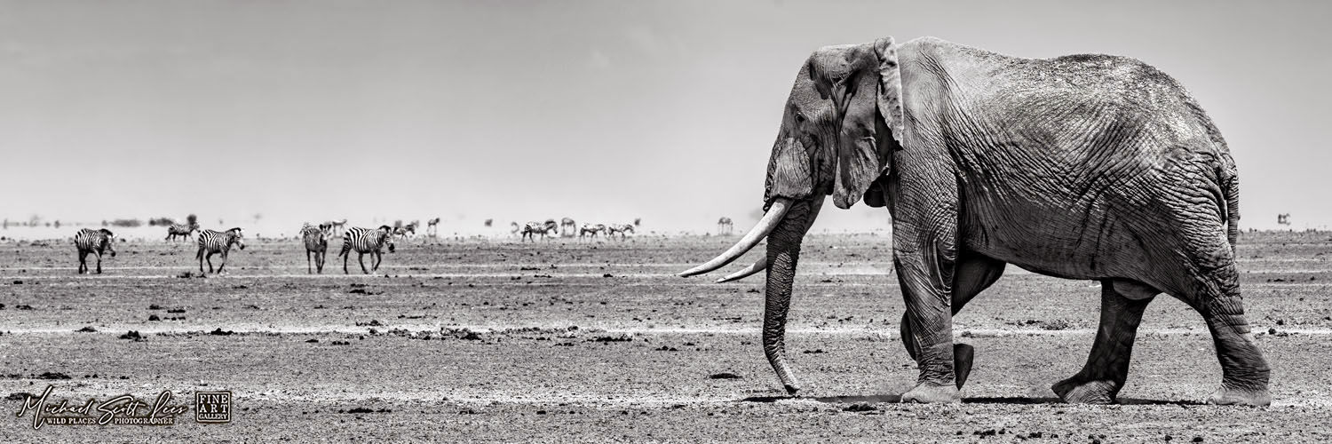 Elephant and Zebras on a dead lake in Amboseli National Park, Kenya, Africa, Michael Scott Lees fine art photographic prints