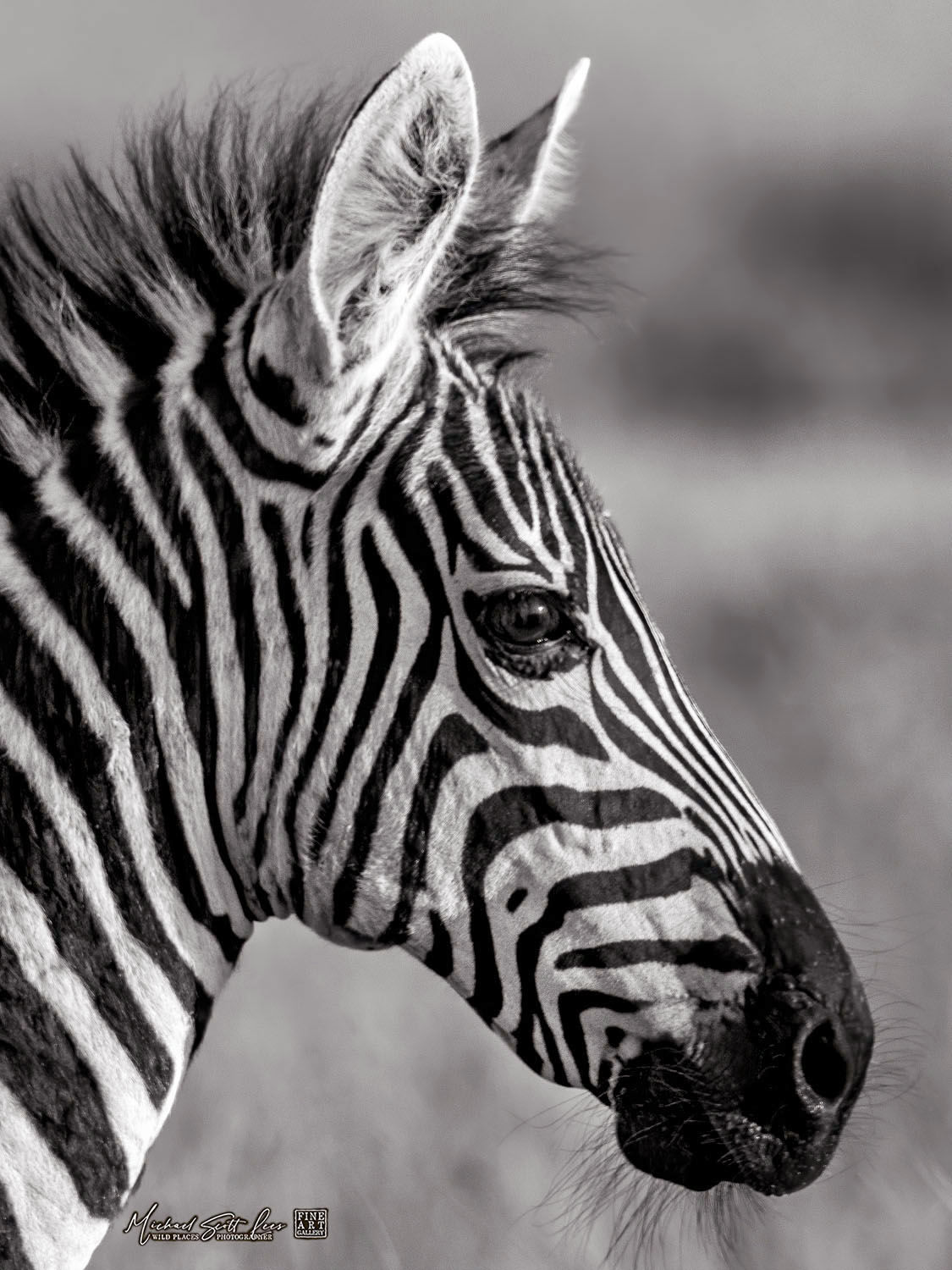 Baby Zebra in Maasai Mara National Reserve, Kenya, Africa, Michael Scott Lees fine art photographic prints for sale