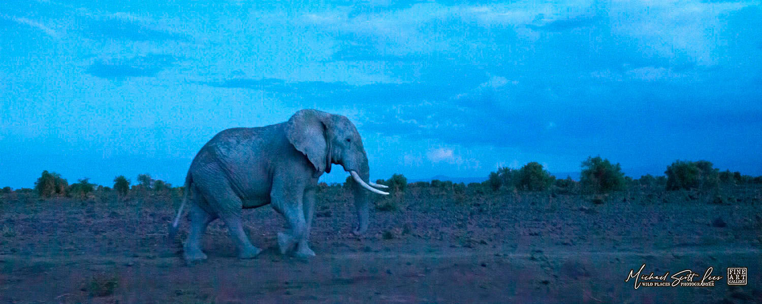 Elephant in Amboseli National Park, Kenya, Africa, Michael Scott Lees fine art photographic prints for sale