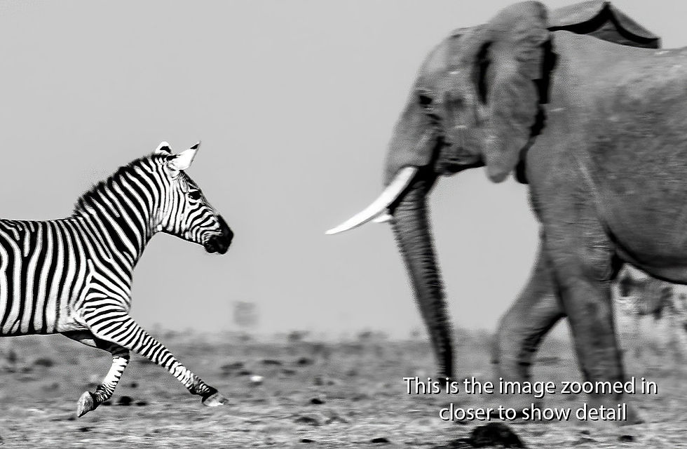 Thumbnail: Frightened Elephant and Zebra crossing a dead lake in Amboseli National Park, Michael Scott Lees fine art photographic prints