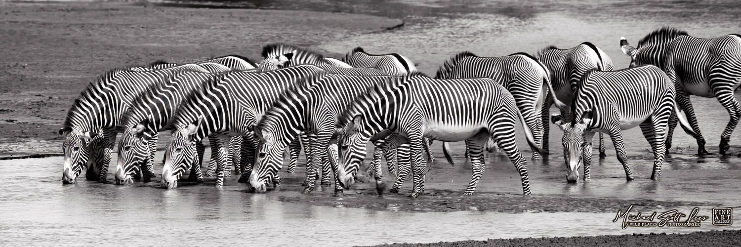 Grevy Zebras drinking from the river at Samburu National Park, Kenya, Michael Scott Lees fine art photographic prints