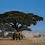 Thumbnail: Amboseli National Park, Kenya, Africa – Code: AN722SQT