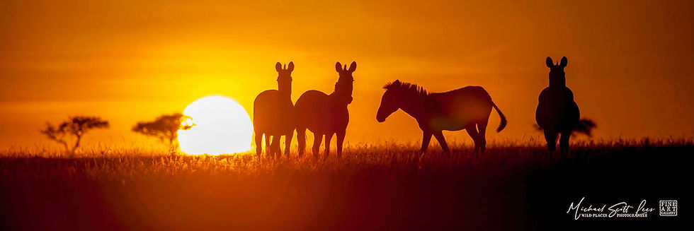 Zebras at sunset on the grass plains of Maasai Mara National Reserve, Kenya, Michael Scott Lees fine art photographic prints