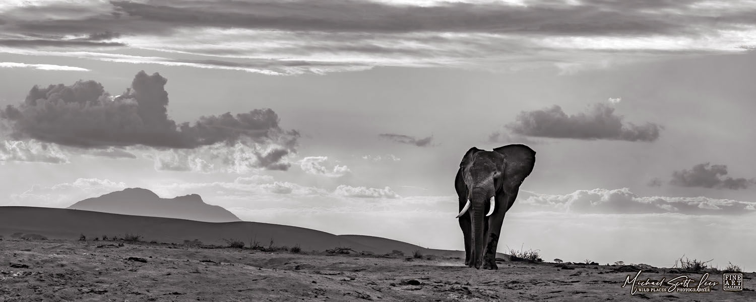 Elephant in Amboseli National Park, Michael Scott Lees fine art photographic prints for sale