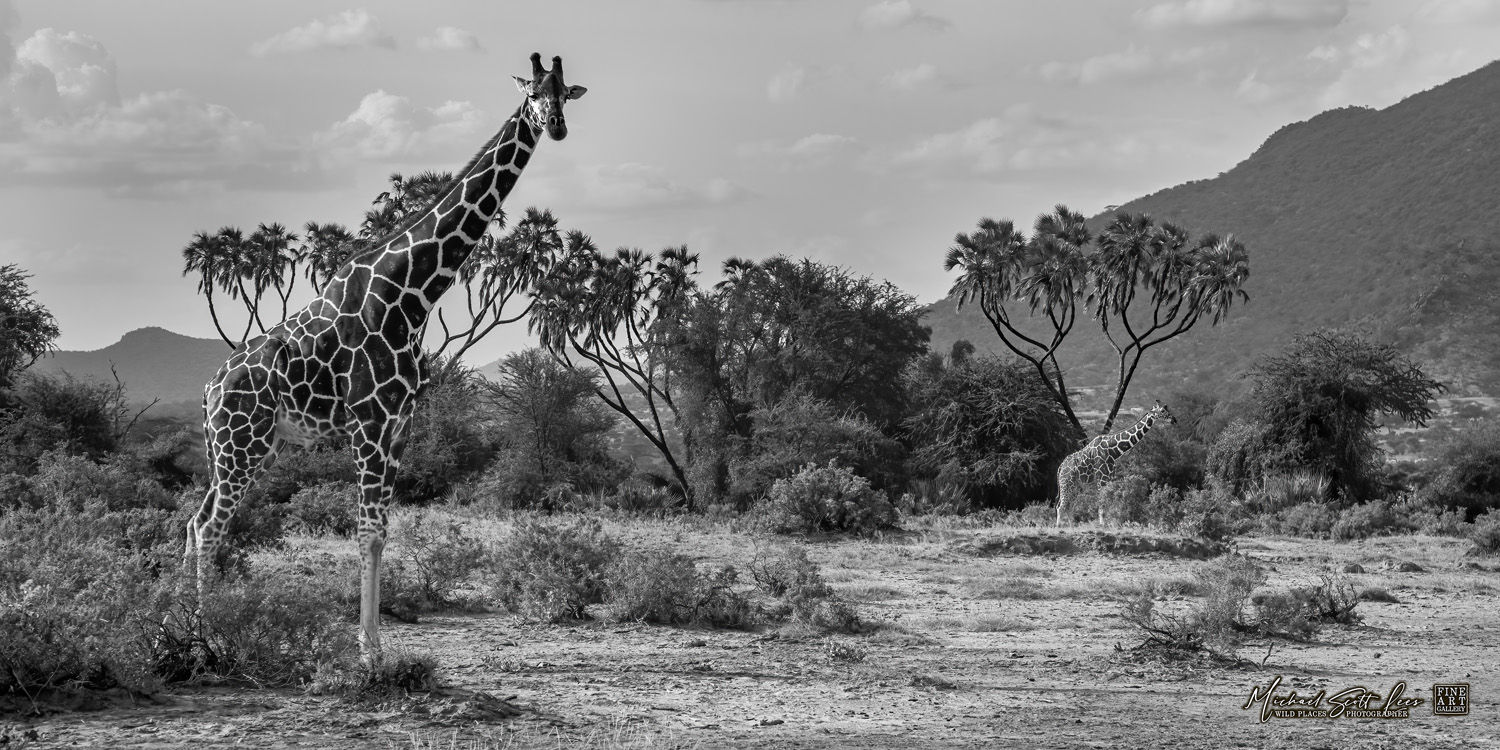 Giraffe in Samburu National Park, Kenya, Africa, Michael Scott Lees fine art photographic prints for sale