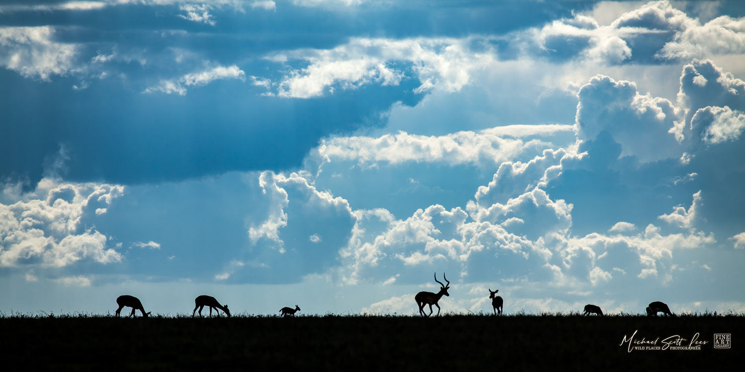 Grant’s Gazelles in Masai Mara National Reserve, Michael Scott Lees fine art photographic prints for sale