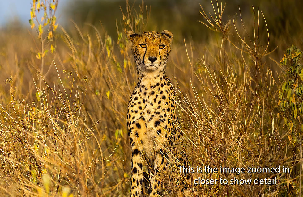 Thumbnail: Cheetah in Samburu National Park, Kenya, Africa, Michael Scott Lees fine art photographic prints for sale