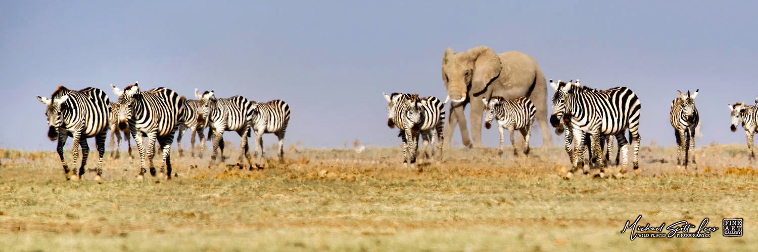 Zebras and elephants crossing a dead lake in Amboseli National Park, Michael Scott Lees fine art photographic prints for sale