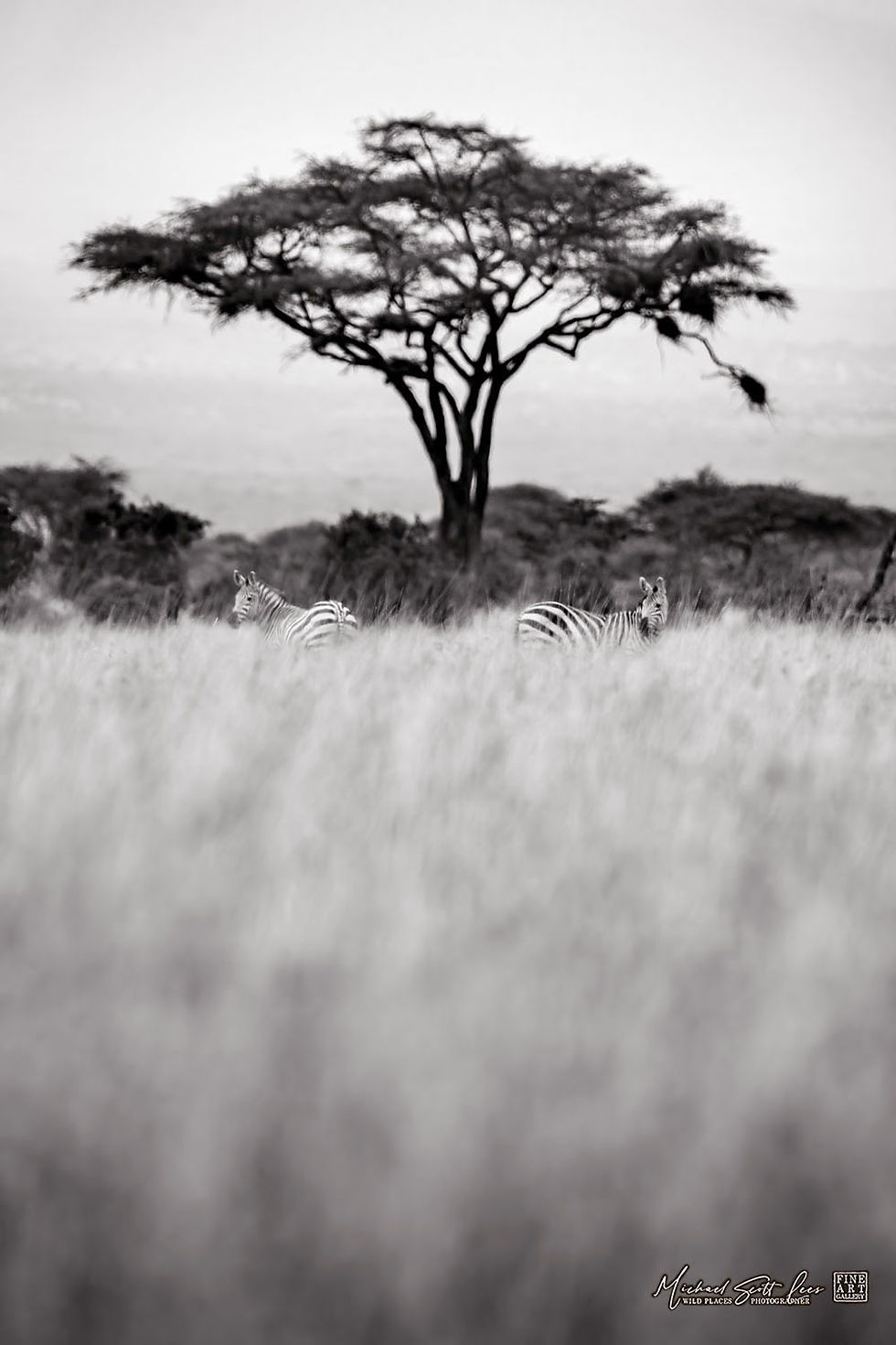 Zebra in the tall grass near an acacia tree at Kimana Sanctuary, Kenya, Africa, Michael Scott Lees fine art photography