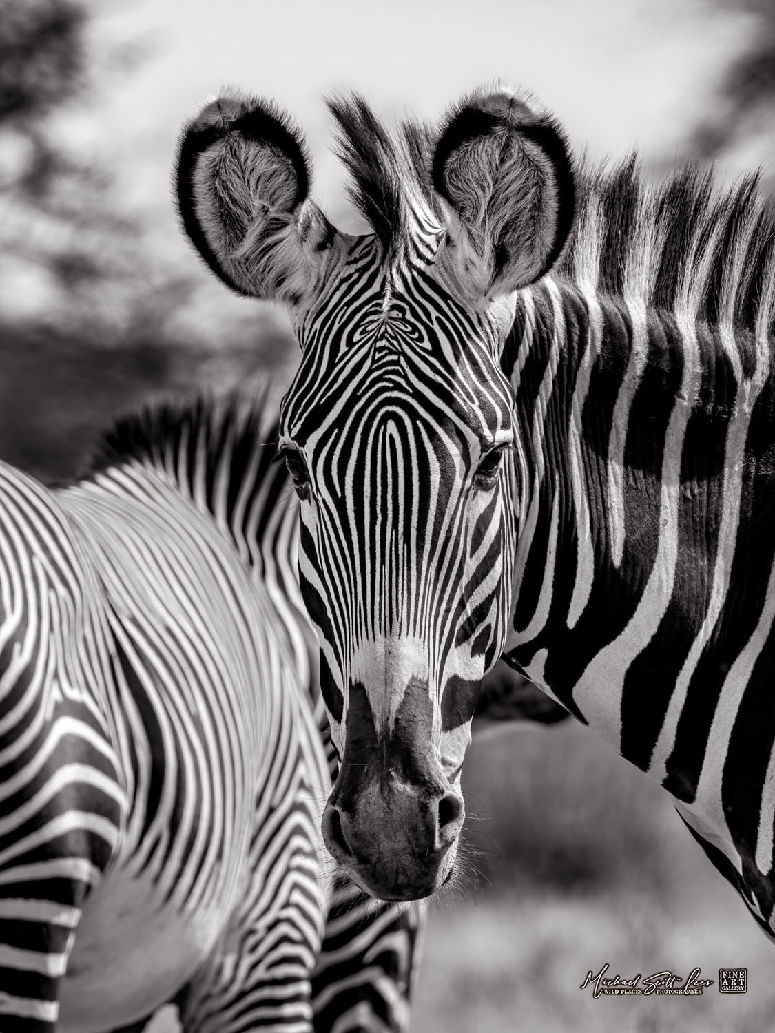 Grevy’s Zebra in Samburu National Park, Kenya, Africa, Michael Scott Lees fine art photographic prints for sale