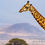 Thumbnail: Giraffe crossing the plains in Amboseli National Park, Kenya, Africa, Michael Scott Lees fine art photographic prints
