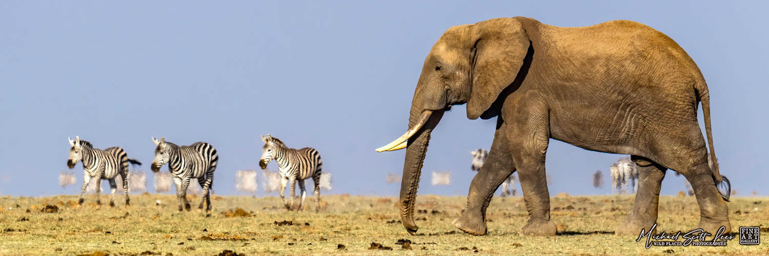 Elephant and Zebras crossing a dead lake in Amboseli National Park, Michael Scott Lees fine art photographic prints for sale