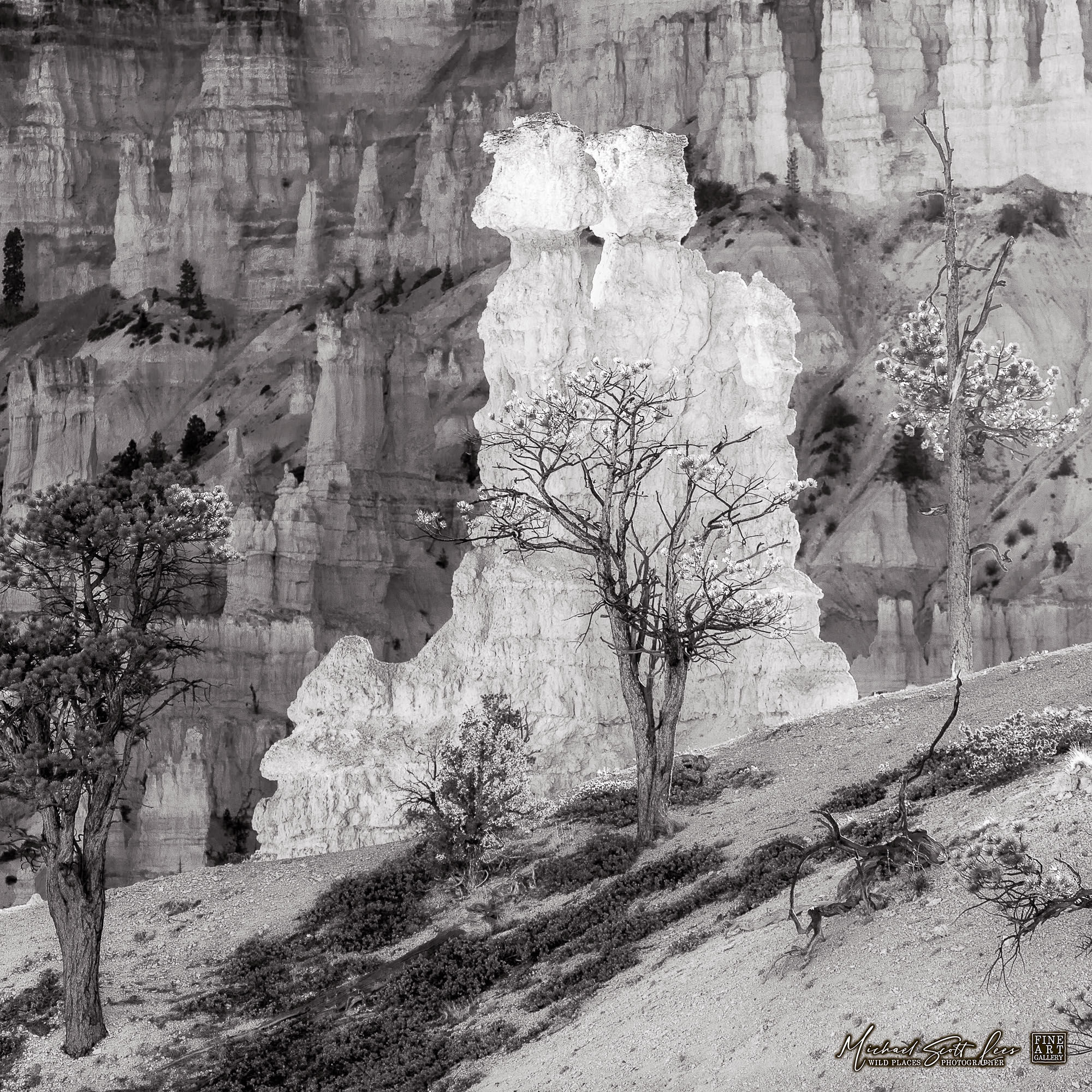 Navajo Loop Trail at Bryce Canyon National Park, America. Michael Scott Lees fine art photographic prints for sale