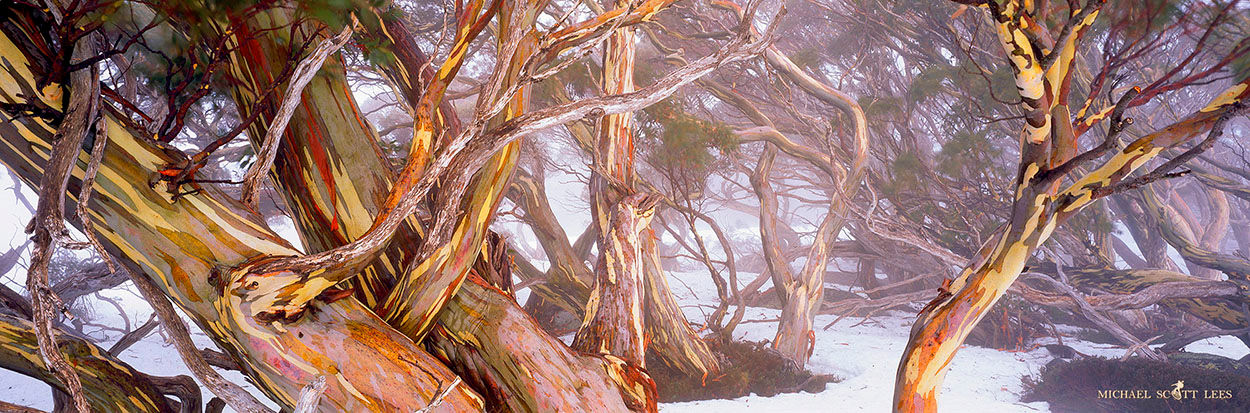 Snowgums in the mist at Dead Horse Gap in the Kosciuszko National Park, Australia. Fine Art Photography Prints for Sale