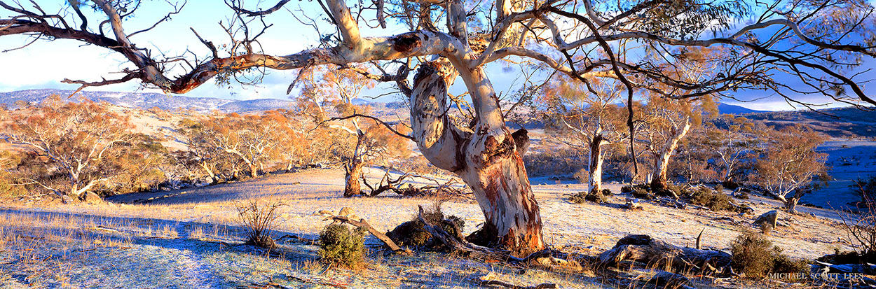 Old tree in the Snowy Mountains, Australia. Fine Art Photography Prints for Sale by Michael Scott Lees photographer.
