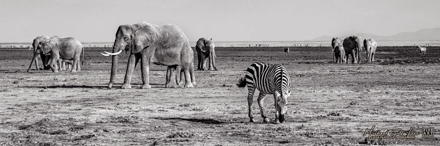 Zebras and elephants on a dead lake in Amboseli National Park, Michael Scott Lees fine art photographic prints for sale