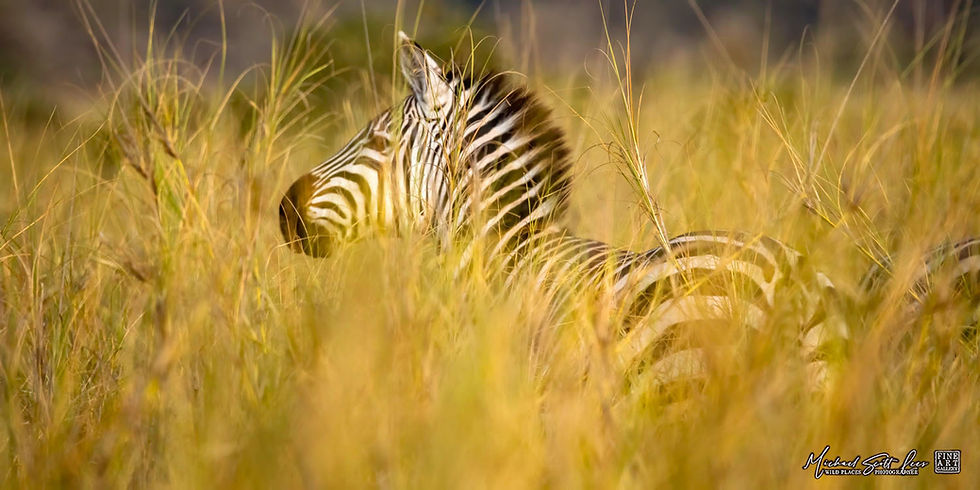 Zebra in the tall grass at Kimana Sanctuary, Kenya, Michael Scott Lees fine art photographic prints for sale