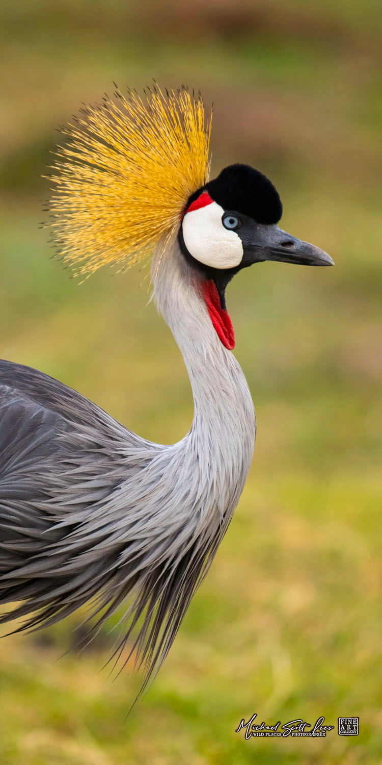 Crown Crane in Amboseli National Park, Kenya. Michael Scott Lees fine art photographic prints for sale