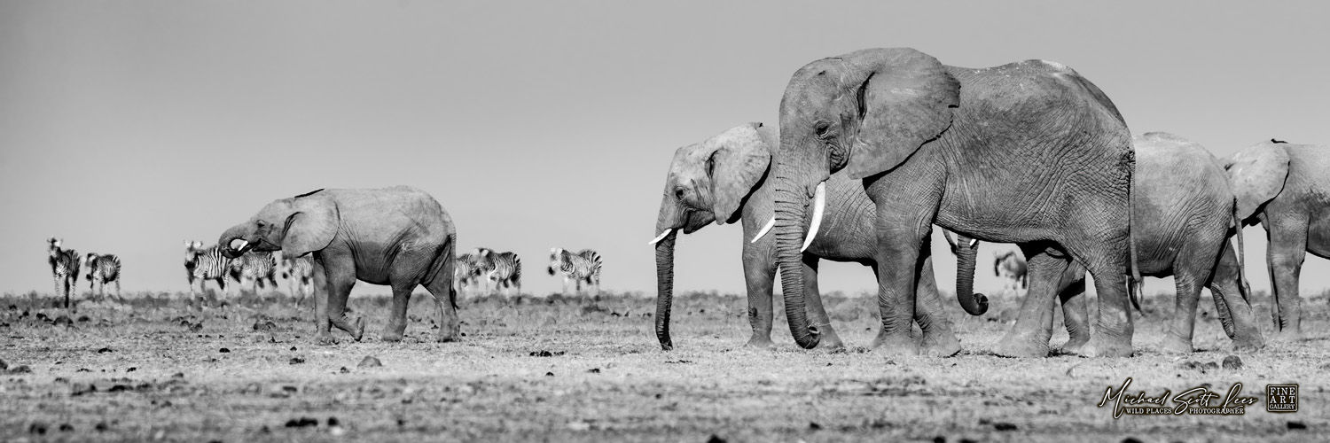 Elephants in Amboseli National Park, Michael Scott Lees fine art photographic prints for sale