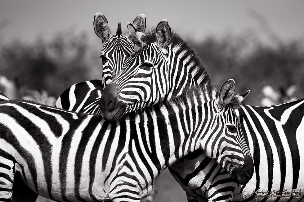 Zebras on the plains in Maasai Mara National Reserve, Michael Scott Lees fine art photographic prints for sale