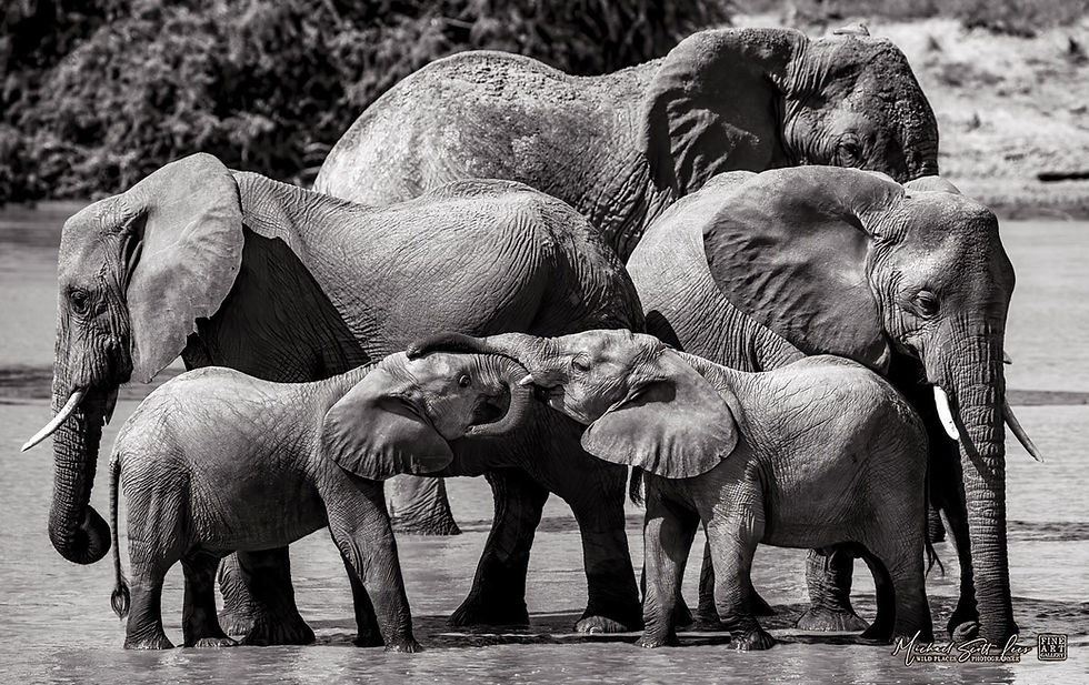 Elephants in the river at Samburu National Park, Kenya, Michael Scott Lees fine art photographic prints for sale