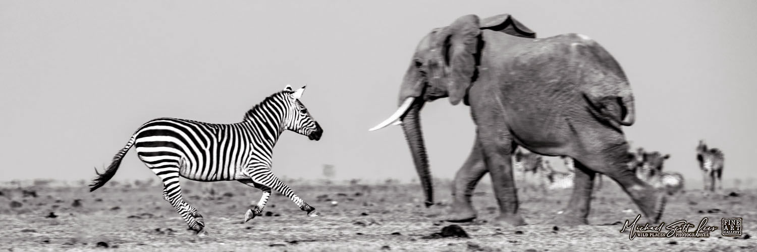 Frightened Elephant and Zebra crossing a dead lake in Amboseli National Park, Michael Scott Lees fine art photographic prints