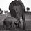Thumbnail: Baby and mother elephant in Masai Mara National Reserve, Michael Scott Lees fine art photographic prints for sale