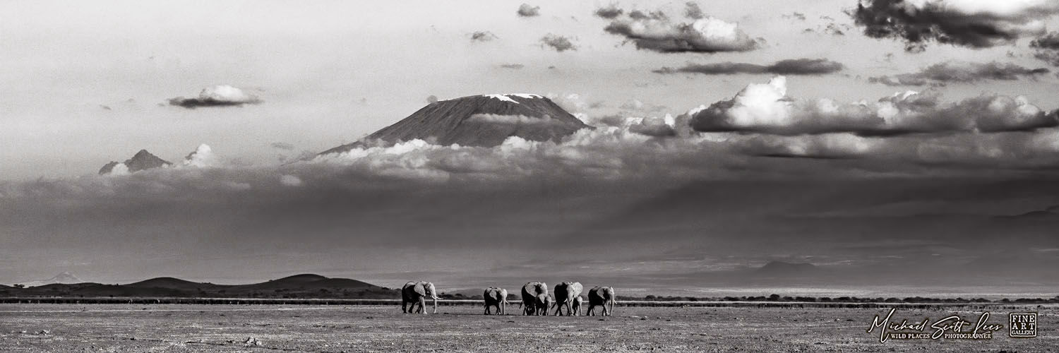 Elephants crossing a dead lake with Kilimanjaro in the background in Amboseli National Park, Kenya, Africa