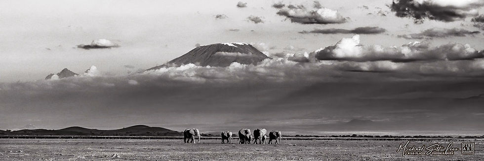 Elephants crossing a dead lake with Kilimanjaro in the background in Amboseli National Park, Kenya, Africa
