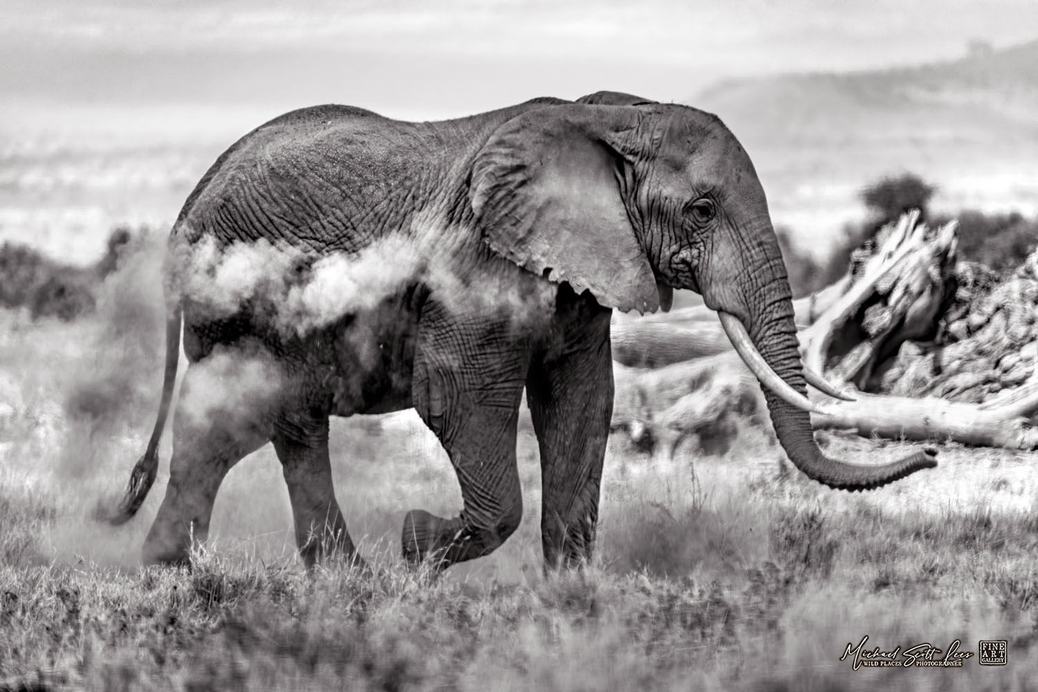Elephant in Amboseli National Park, Kenya, Africa, Michael Scott Lees fine art photographic prints for sale