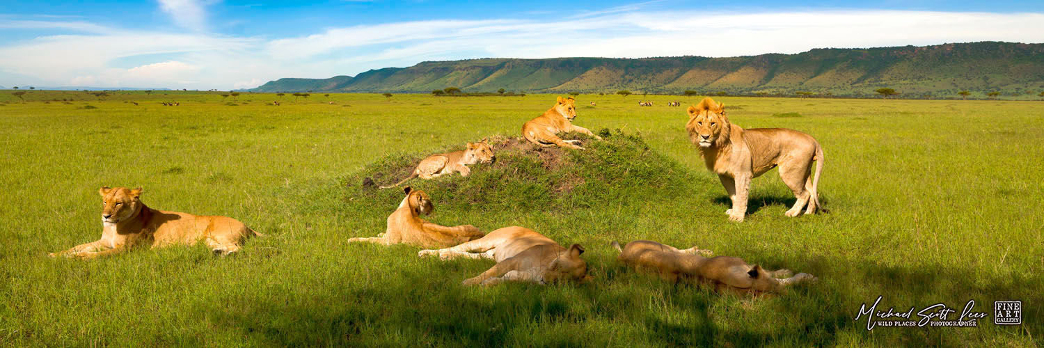 Pride of lions on the plains in Mara Triangle, Michael Scott Lees fine art photographic prints for sale