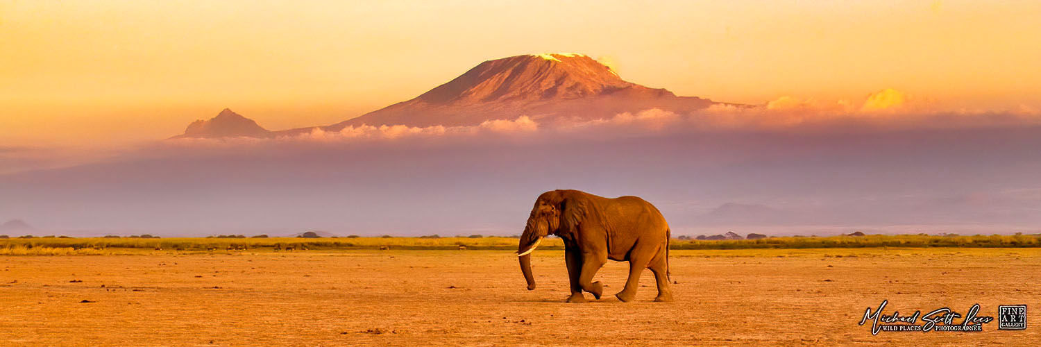 Elephants and Mt Kilimanjaro in Amboseli National Park, Michael Scott Lees fine art photographic prints for sale
