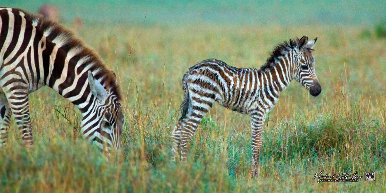Mum and baby zebra in Maasai Mara National Reserve, Kenya, Michael Scott Lees fine art photographic prints for sale