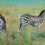 Thumbnail: Mum and baby zebra in Maasai Mara National Reserve, Kenya, Michael Scott Lees fine art photographic prints for sale