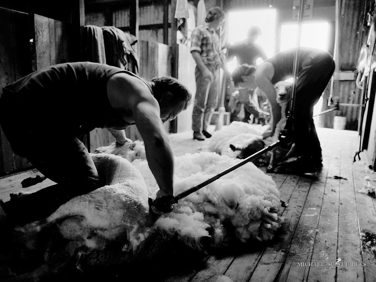 Shearing near Stockinbingal NSW, Australia. Fine Art Photography Prints for Sale by Michael Scott Lees photographer.