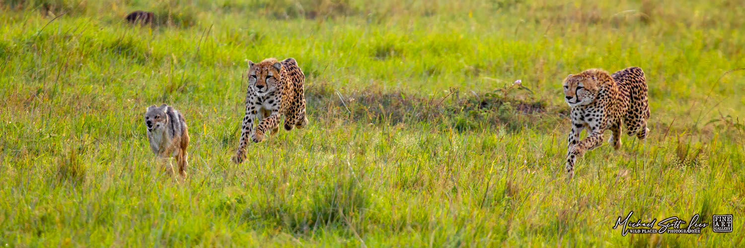 Cheetahs chasing a Jackal in Maasai Mara National Reserve, Michael Scott Lees fine art photographic prints for sale