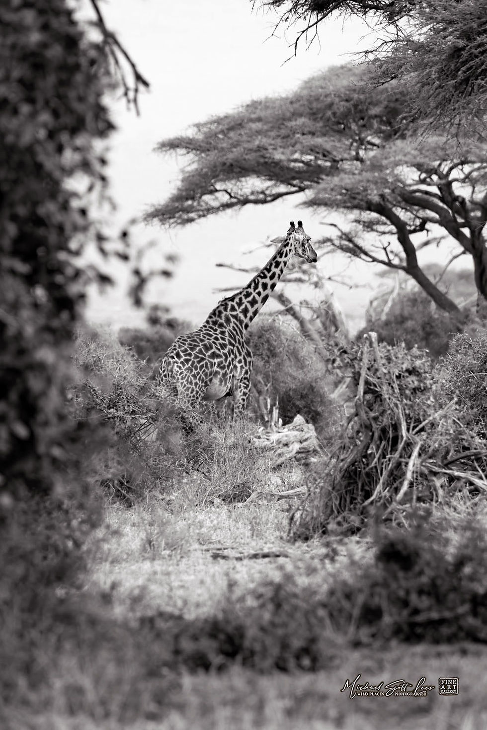 A giraffe amongst acacia trees in Amboseli National Park in Kenya, Africa, Michael Scott Lees fine art photographic prints