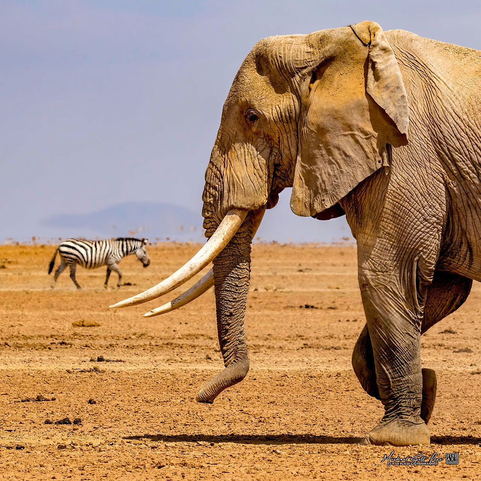 Elephant and zebra on a dead lake in Amboseli National Park, Michael Scott Lees fine art photographic prints for sale