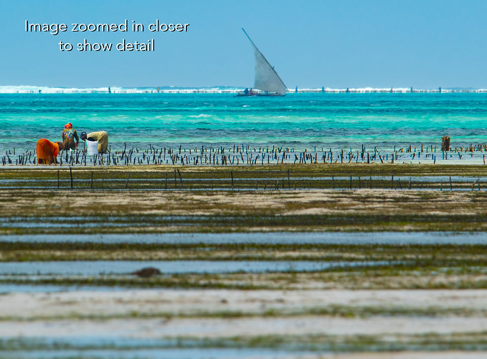 Thumbnail: Zanzibar Island in Tanzania, Africa, Michael Scott Lees fine art photographic prints for sale