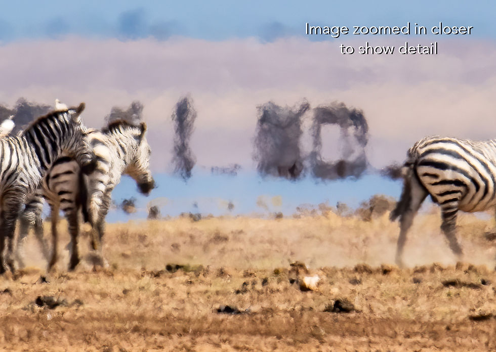 Thumbnail: Zebras in Amboseli National Park, Michael Scott Lees fine art photographic prints for sale