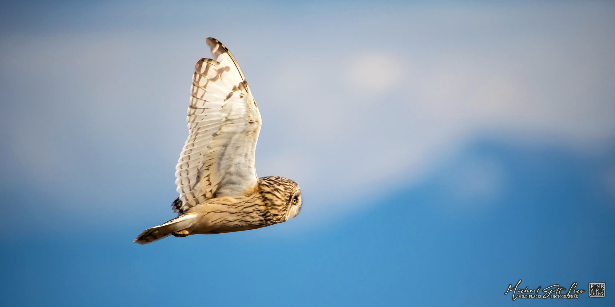 Northern Saw-Whet Owl at Edison in Washington State, beautiful Fine Art Photography Prints for Sale by Michael Scott Lees