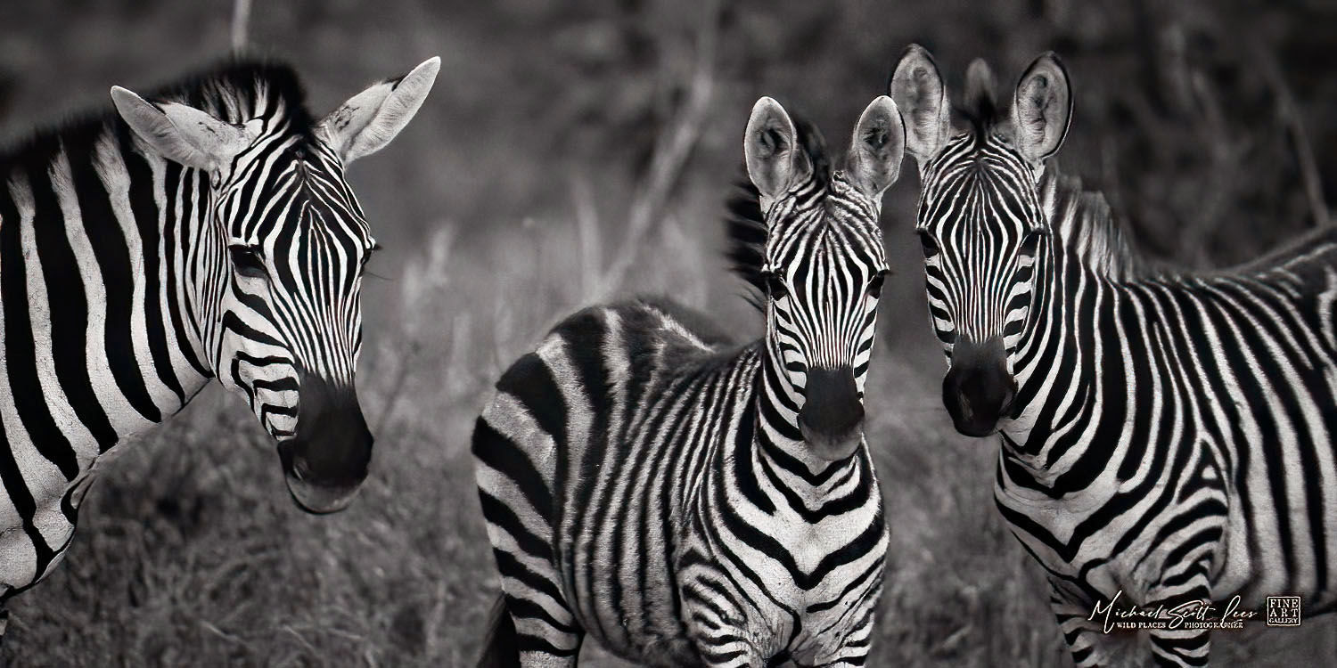 Zebras at dusk in Kimana Sanctuary, Kenya, Michael Scott Lees fine art photographic prints for sale