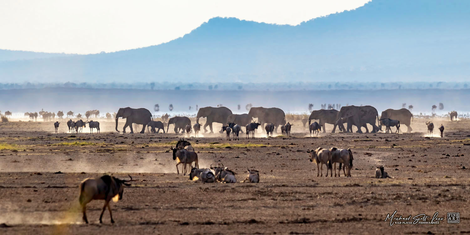 Elephants and Wildebeests on a dead lake in Amboseli National Park, Kenya, Africa, Michael Scott Lees fine art photography