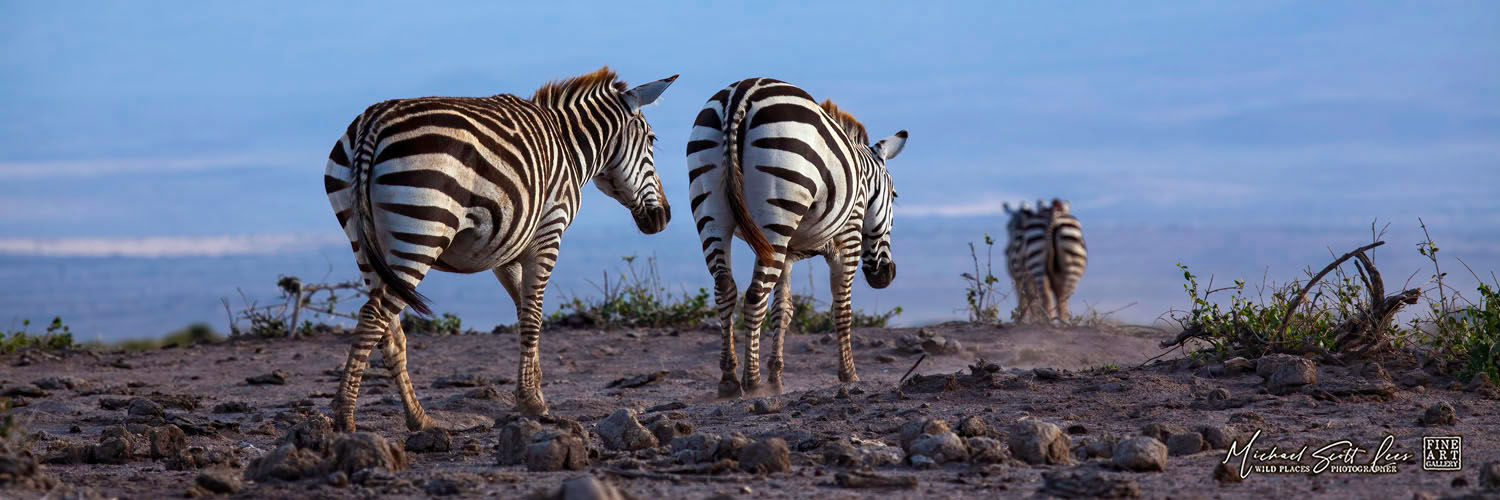 Zebras in Amboseli National Park, Michael Scott Lees fine art photographic prints for sale